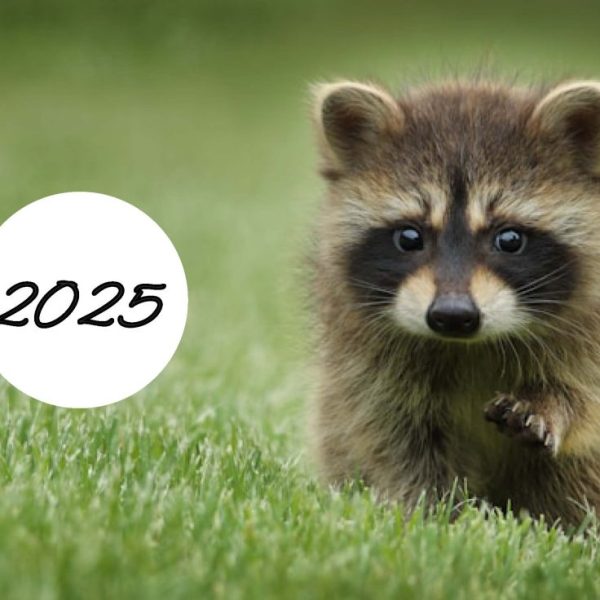 Predloga 1 - stenski koledar - A4 ležeče